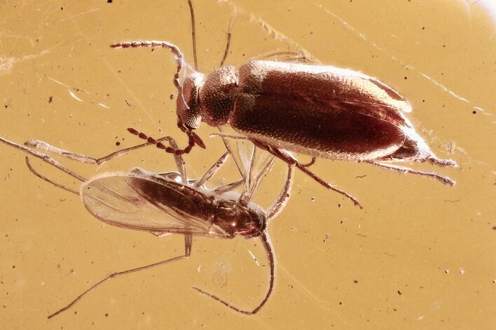 Detailed Fossil False Flower Beetle and Fungus Gnat in Baltic Amber #307620